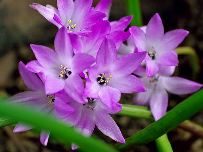 Lachenalia Paucifolia | Lachenalia | Hyacinthaceae