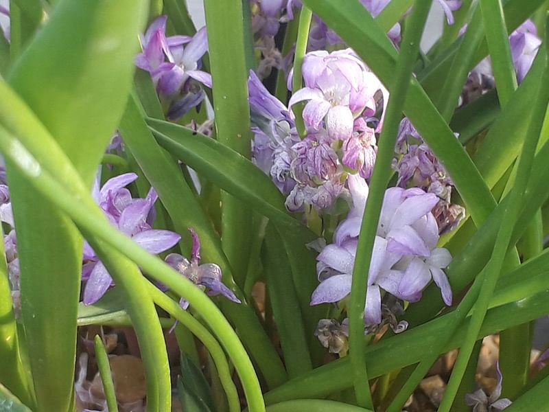 Lachenalia Paucifolia | Lachenalia | Hyacinthaceae