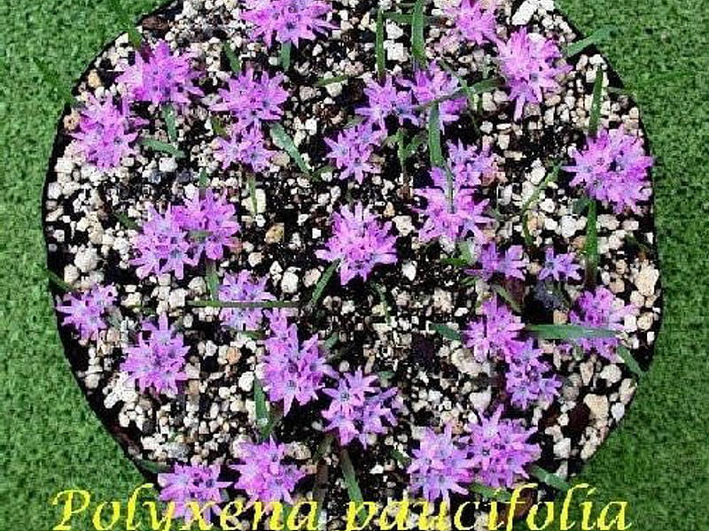 Lachenalia Paucifolia | Lachenalia | Hyacinthaceae
