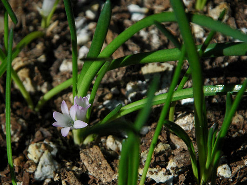 Lachenalia Paucifolia | Lachenalia | Hyacinthaceae