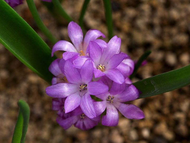 Lachenalia Paucifolia | Lachenalia | Hyacinthaceae