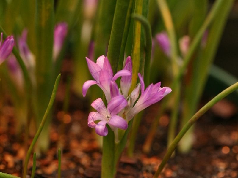 Lachenalia Paucifolia | Lachenalia | Hyacinthaceae