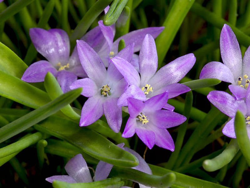 Lachenalia Paucifolia | Lachenalia | Hyacinthaceae