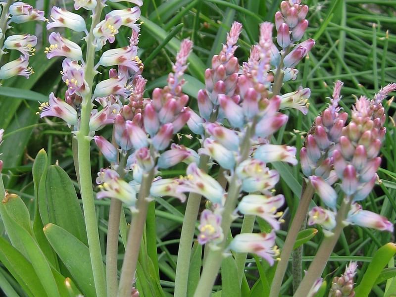 Lachenalia Pustulata | Lachenalia | Hyacinthaceae