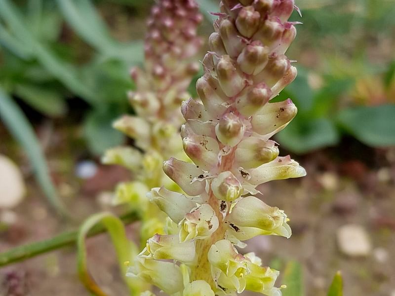 Lachenalia Pustulata | Lachenalia | Hyacinthaceae