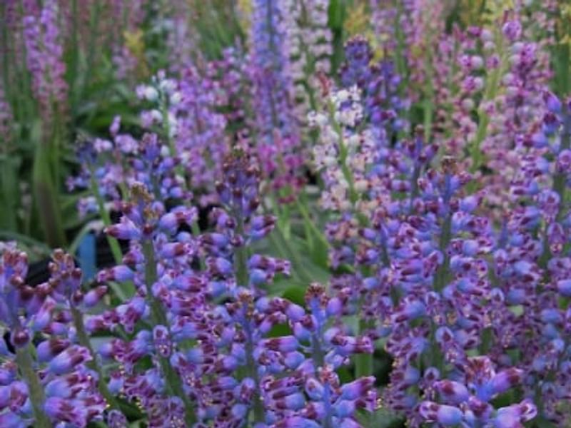 Lachenalia Pustulata | Lachenalia | Hyacinthaceae