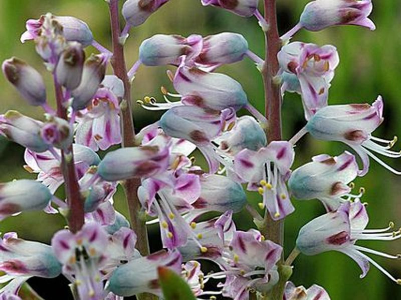 Lachenalia Pustulata | Lachenalia | Hyacinthaceae