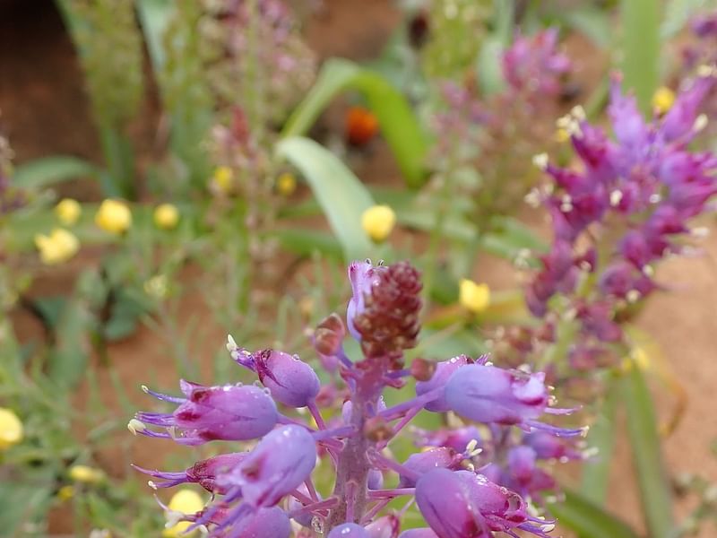 Lachenalia Pustulata | Lachenalia | Hyacinthaceae