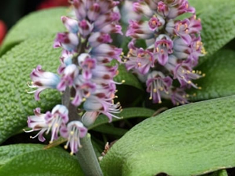 Lachenalia Pustulata | Lachenalia | Hyacinthaceae