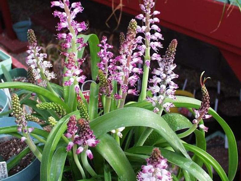Lachenalia Pustulata | Lachenalia | Hyacinthaceae