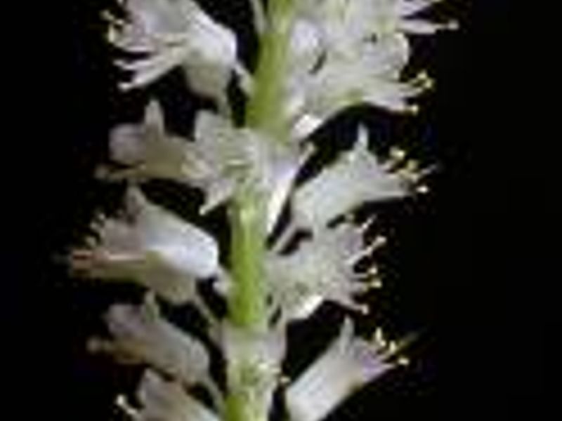 Lachenalia Pustulata | Lachenalia | Hyacinthaceae