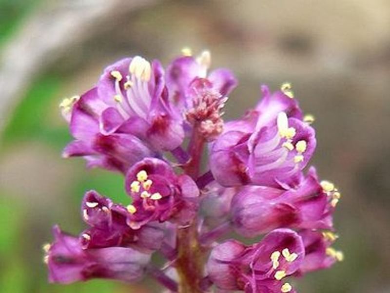 Lachenalia Pustulata | Lachenalia | Hyacinthaceae