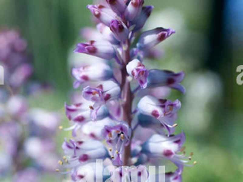 Lachenalia Pustulata | Lachenalia | Hyacinthaceae
