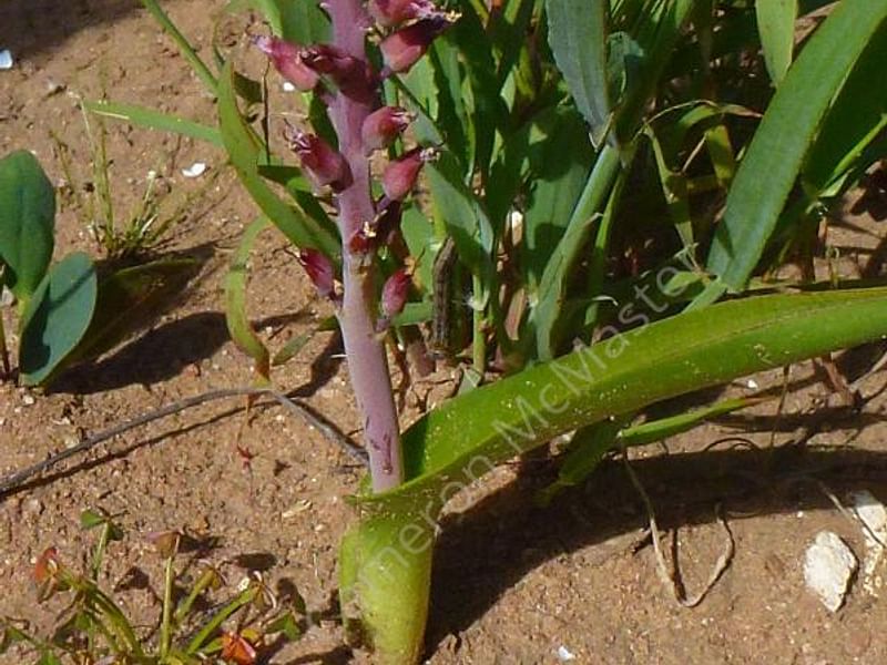 Lachenalia Pustulata | Lachenalia | Hyacinthaceae
