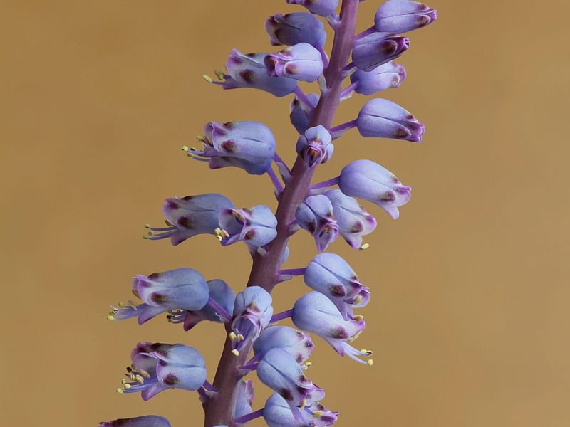Lachenalia Pustulata | Lachenalia | Hyacinthaceae