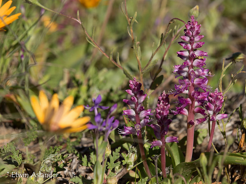 Lachenalia Pustulata | Lachenalia | Hyacinthaceae