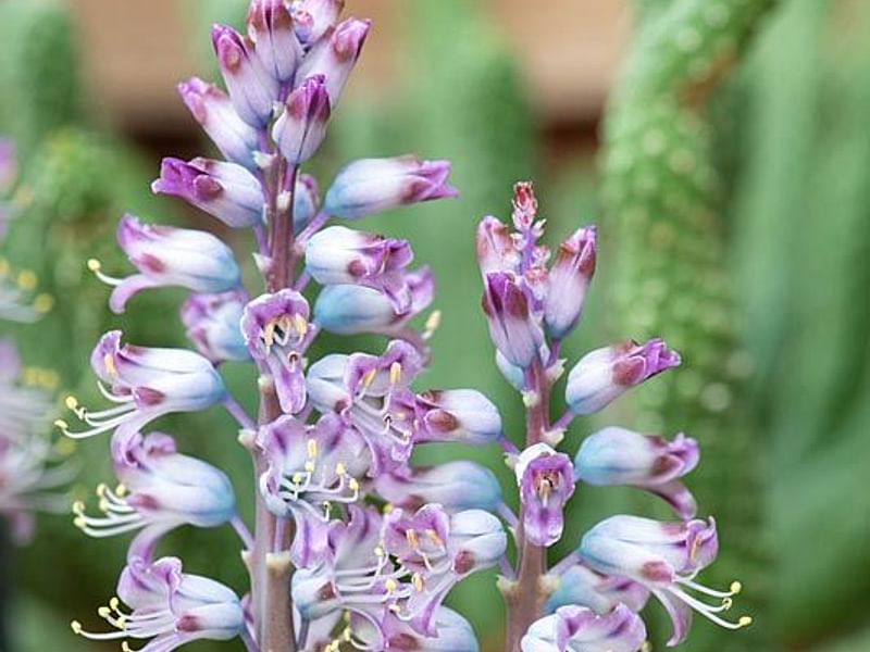 Lachenalia Pustulata | Lachenalia | Hyacinthaceae