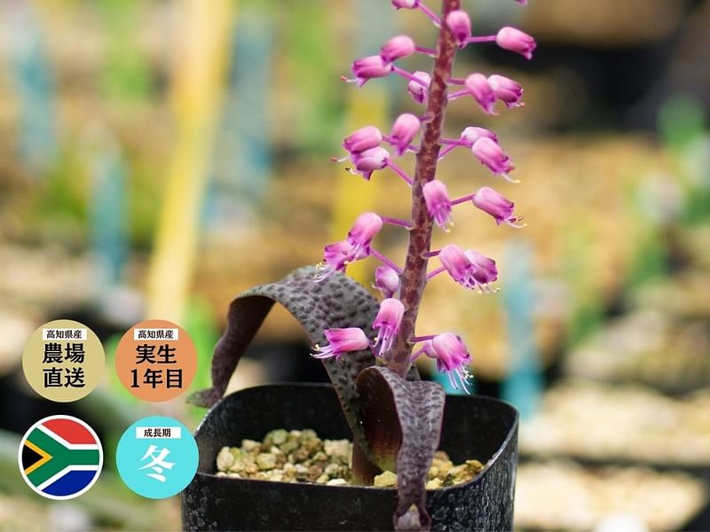 Lachenalia Pustulata | Lachenalia | Hyacinthaceae