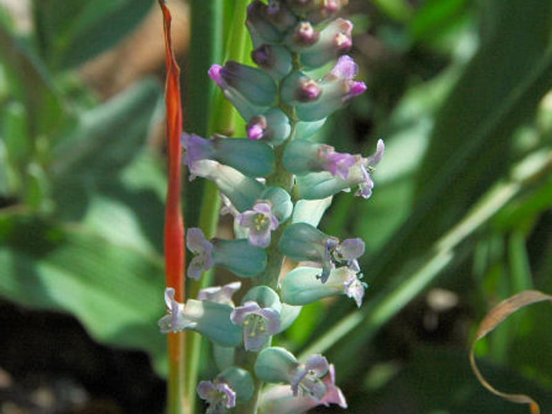 Lachenalia Pustulata | Lachenalia | Hyacinthaceae