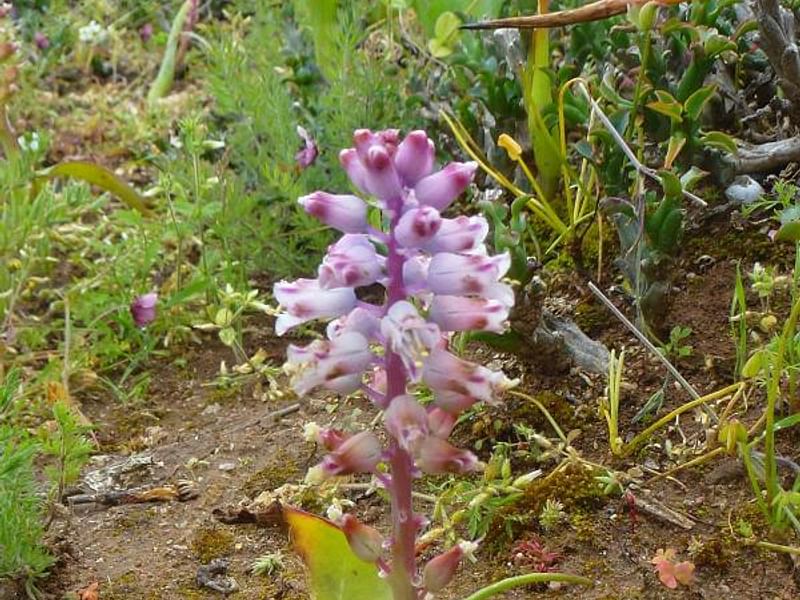 Lachenalia Pustulata | Lachenalia | Hyacinthaceae