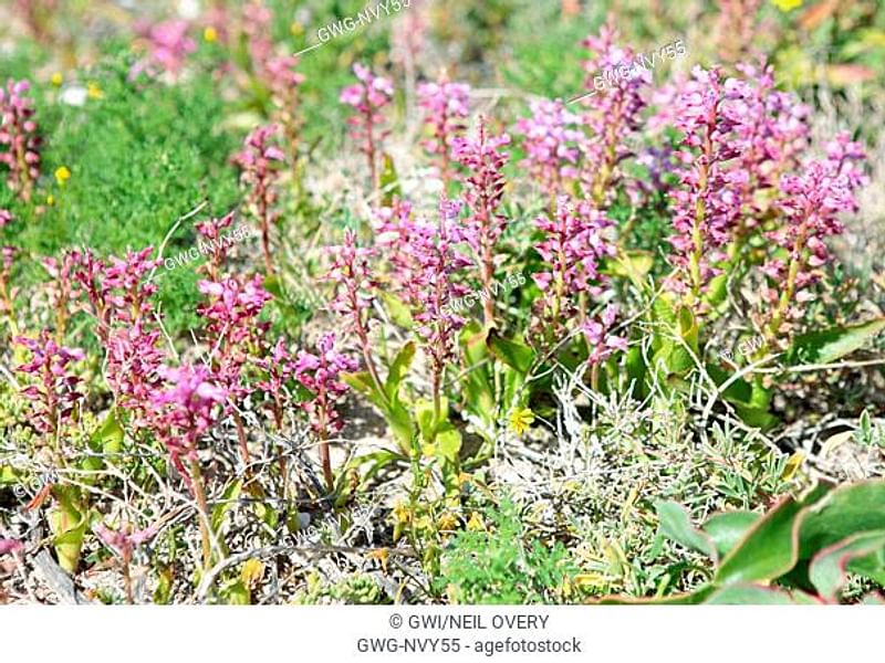 Lachenalia Pustulata | Lachenalia | Hyacinthaceae