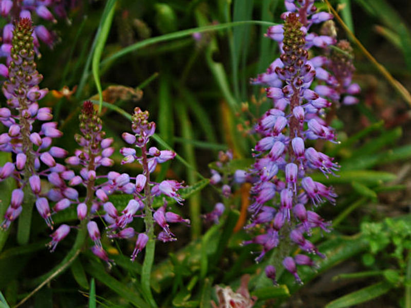 Lachenalia Unicolor | Lachenalia | Hyacinthaceae