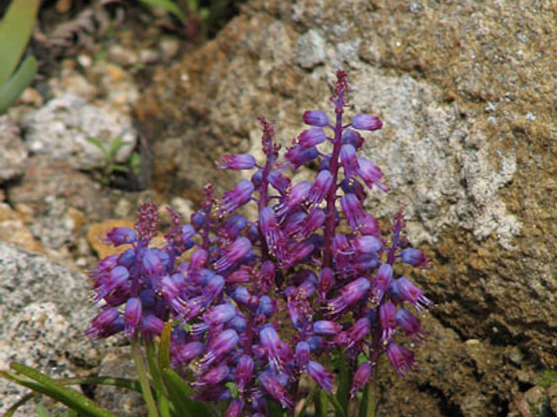 Lachenalia Unicolor | Lachenalia | Hyacinthaceae