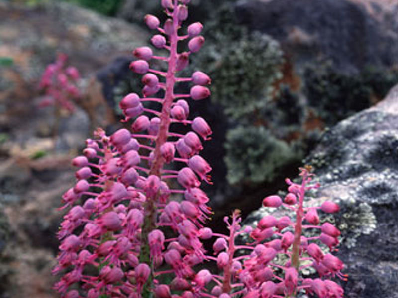 Lachenalia Unicolor | Lachenalia | Hyacinthaceae