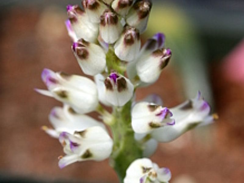 Lachenalia Unicolor | Lachenalia | Hyacinthaceae