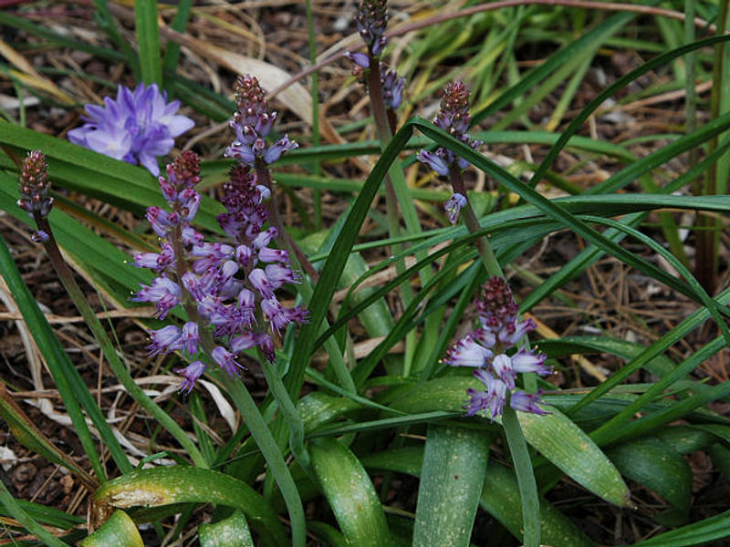 Lachenalia Unicolor | Lachenalia | Hyacinthaceae