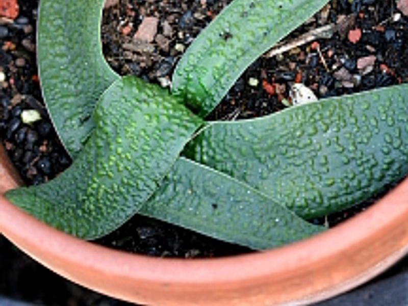 Lachenalia Unicolor | Lachenalia | Hyacinthaceae