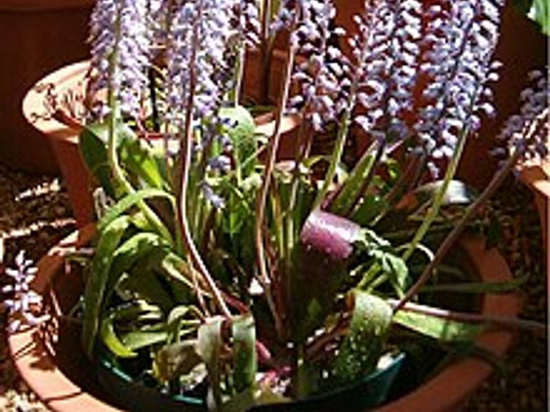 Lachenalia Unicolor | Lachenalia | Hyacinthaceae