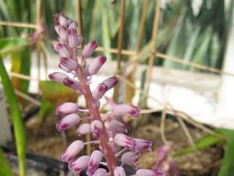 Lachenalia Unicolor | Lachenalia | Hyacinthaceae