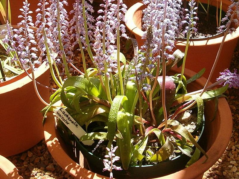Lachenalia Unicolor | Lachenalia | Hyacinthaceae