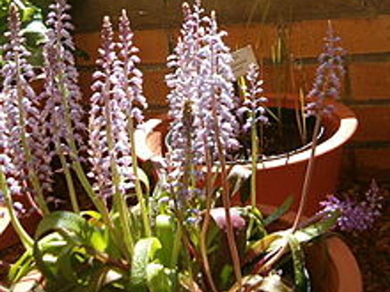 Lachenalia Unicolor | Lachenalia | Hyacinthaceae