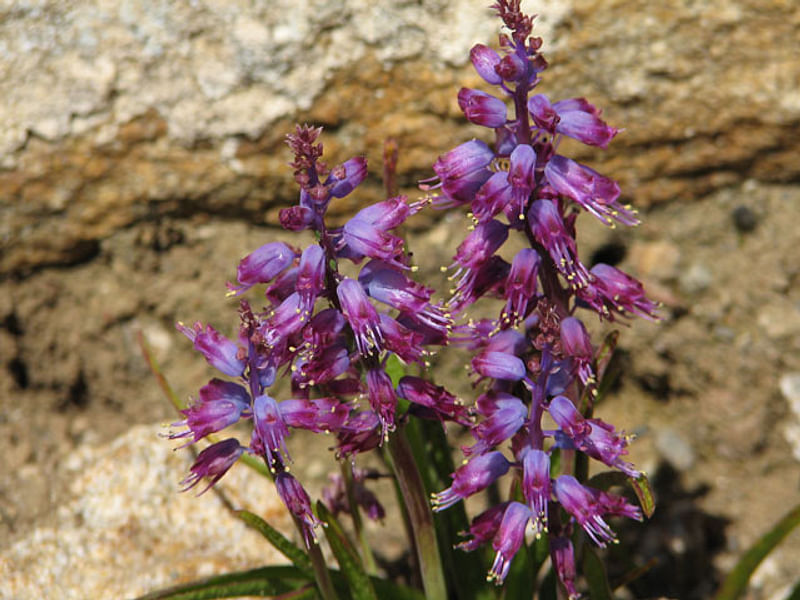 Lachenalia Unicolor | Lachenalia | Hyacinthaceae