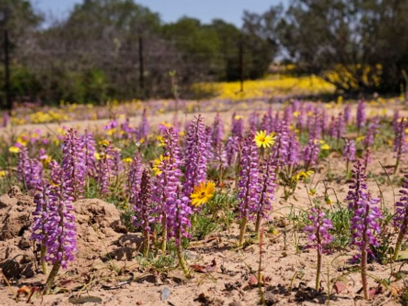 Lachenalia Unicolor | Lachenalia | Hyacinthaceae
