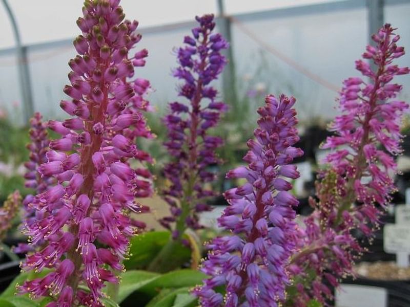 Lachenalia Unicolor | Lachenalia | Hyacinthaceae