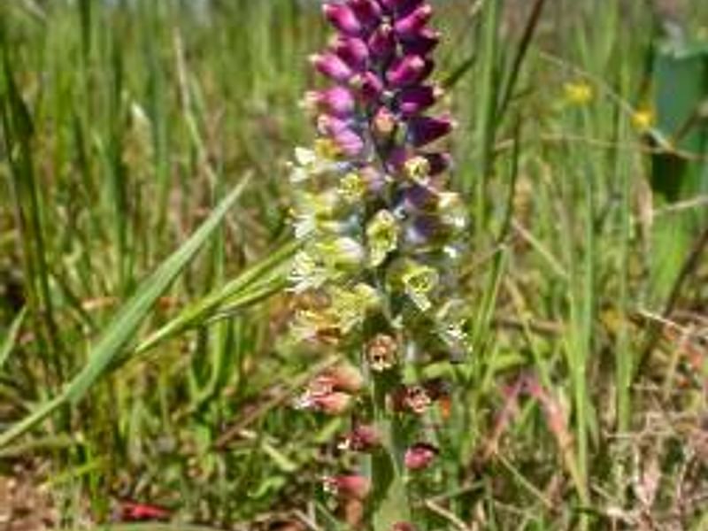 Lachenalia Unicolor | Lachenalia | Hyacinthaceae