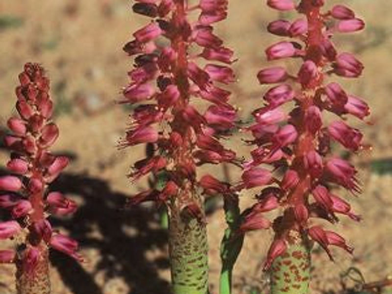 Lachenalia Unicolor | Lachenalia | Hyacinthaceae