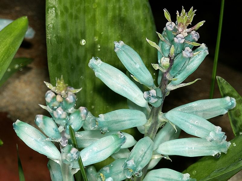 Lachenalia Viridiflora | Lachenalia | Hyacinthaceae