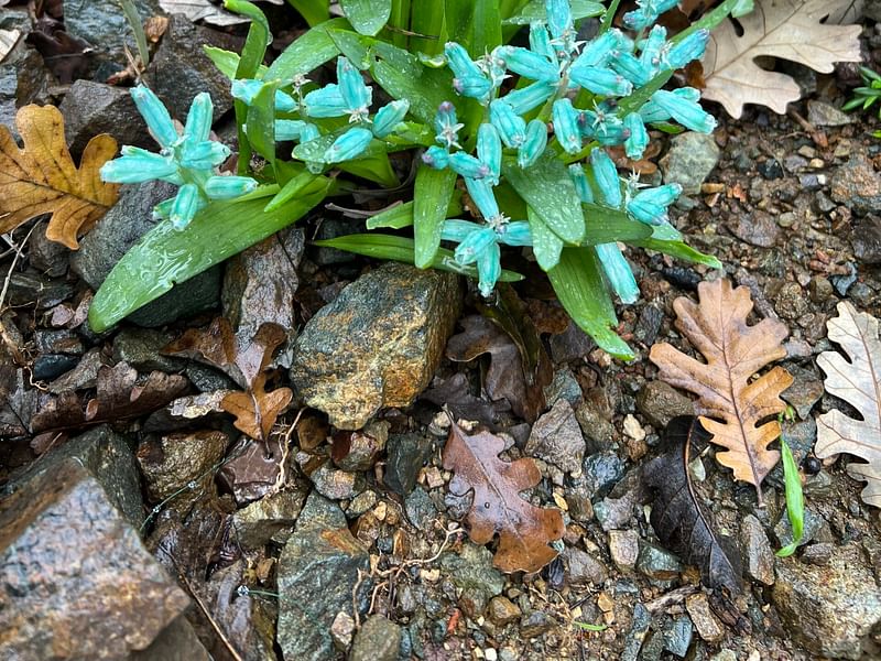 Lachenalia Viridiflora | Lachenalia | Hyacinthaceae