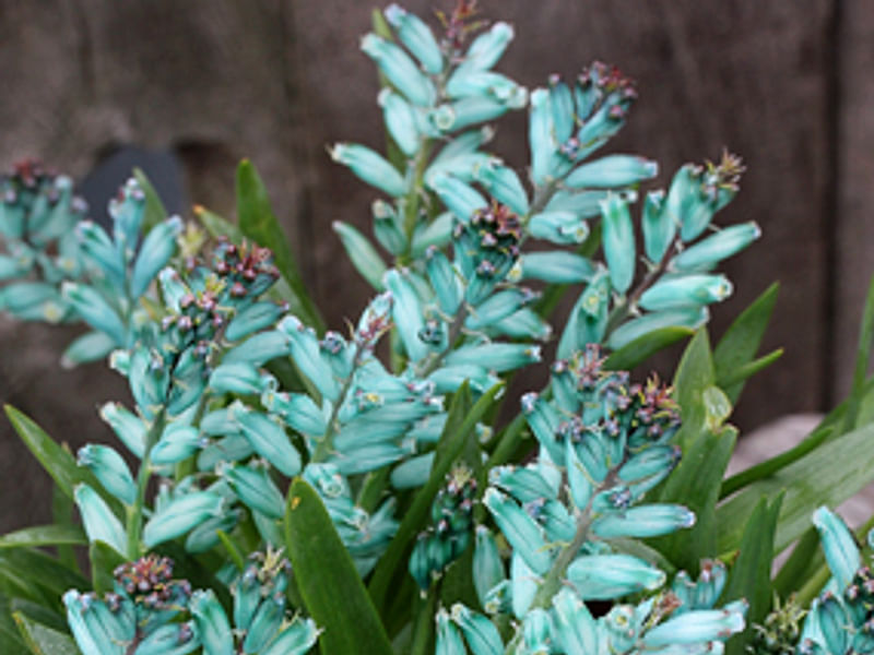 Lachenalia Viridiflora | Lachenalia | Hyacinthaceae
