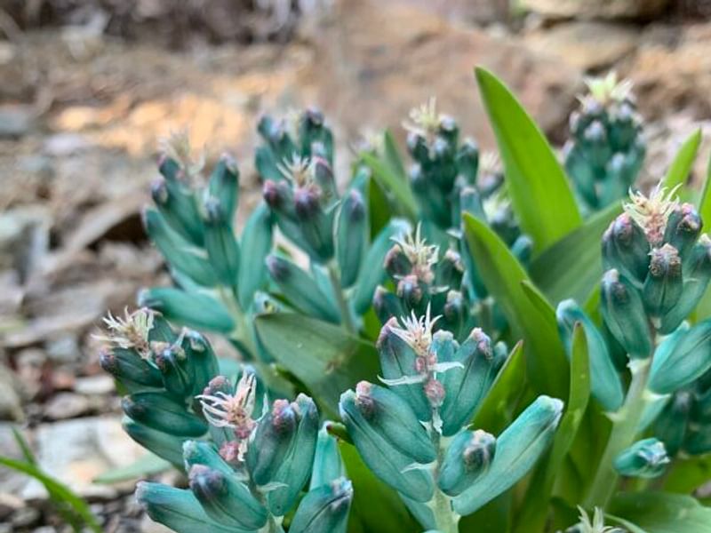 Lachenalia Viridiflora | Lachenalia | Hyacinthaceae