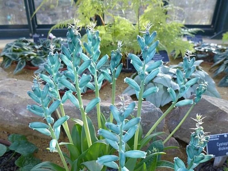 Lachenalia Viridiflora | Lachenalia | Hyacinthaceae