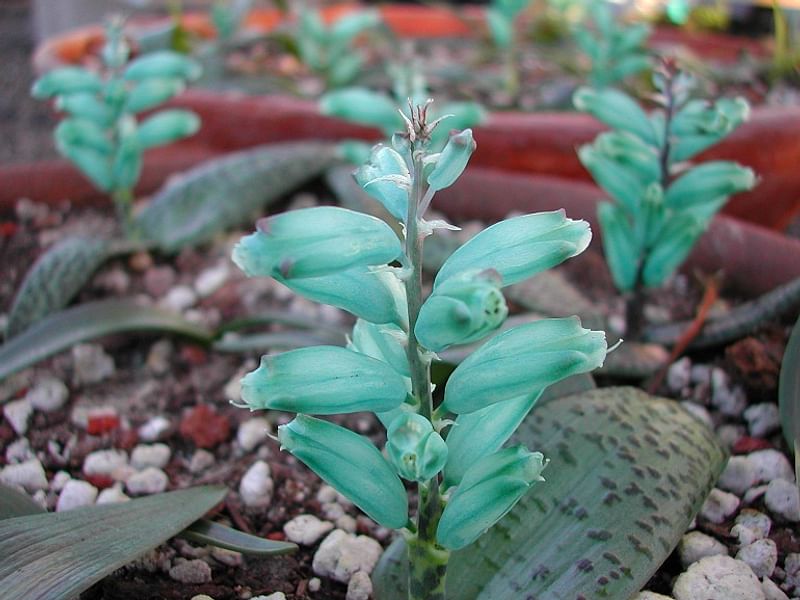 Lachenalia Viridiflora | Lachenalia | Hyacinthaceae