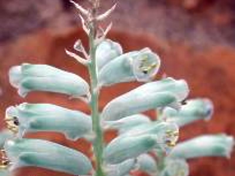 Lachenalia Viridiflora | Lachenalia | Hyacinthaceae