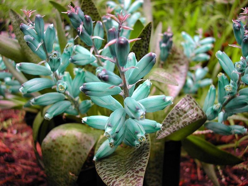 Lachenalia Viridiflora | Lachenalia | Hyacinthaceae