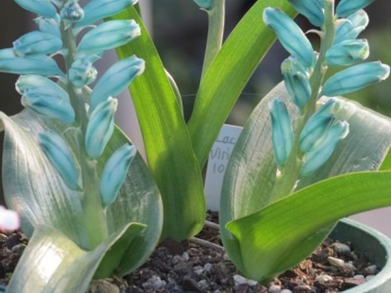 Lachenalia Viridiflora | Lachenalia | Hyacinthaceae