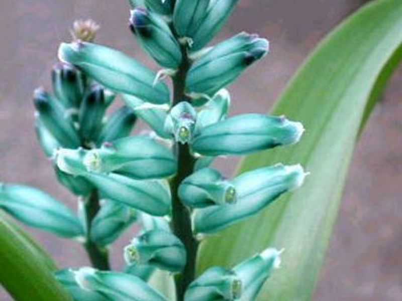 Lachenalia Viridiflora | Lachenalia | Hyacinthaceae
